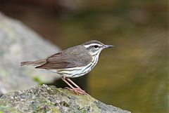 Louisiana Waterthrush